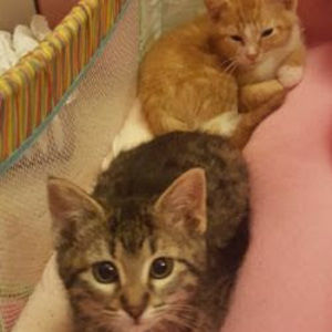 Meet your Posher, Gillian